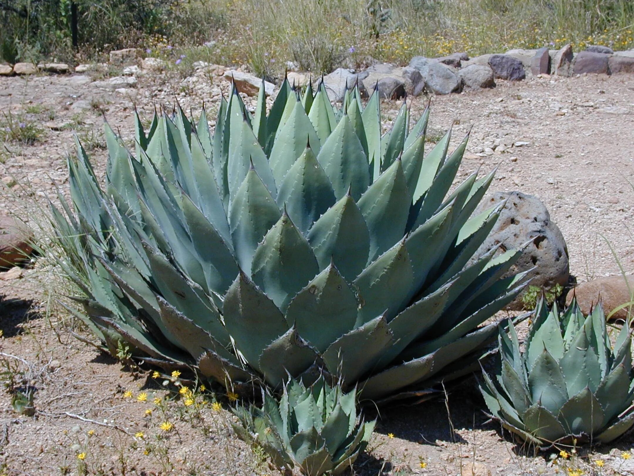 Агава особенности растения. Агава растение. Агава (Agave). Суккулент Агава. Агава алоэвидная.