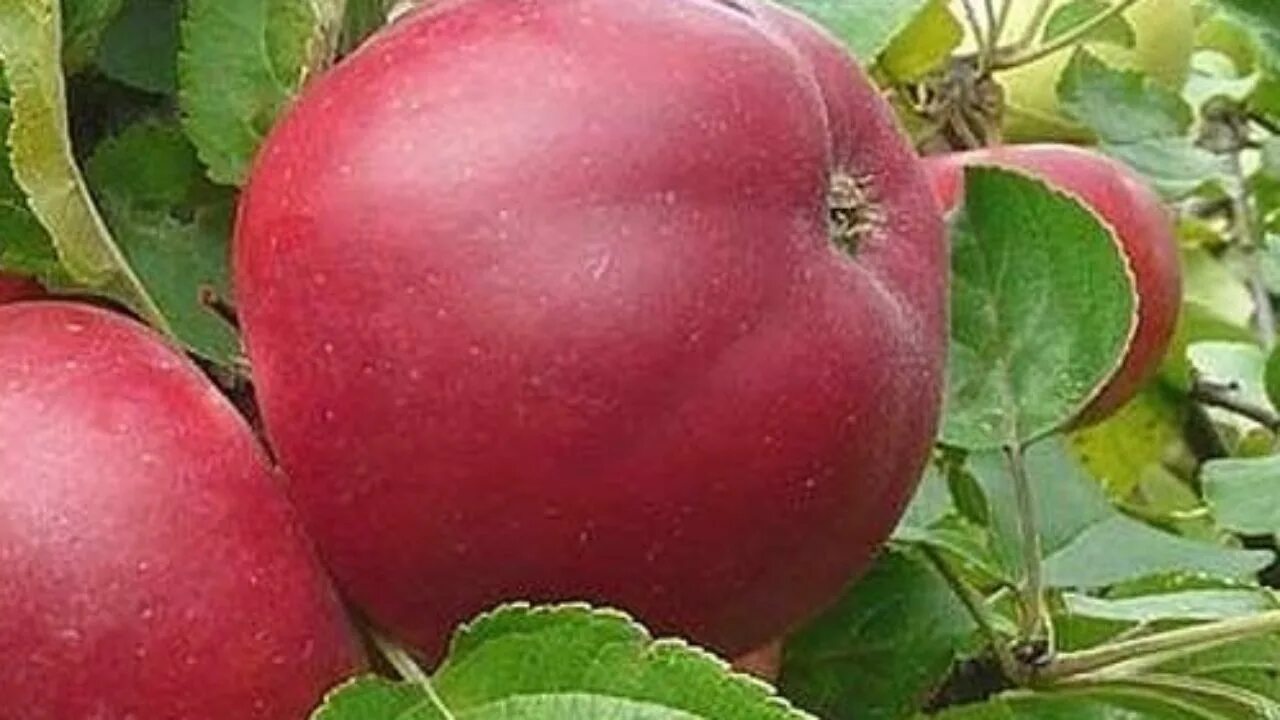Яблоня клубника. Яблоня клубника. Яблоко это фрукт или ягода. Яблоня клубника. Яблоня рубин.
