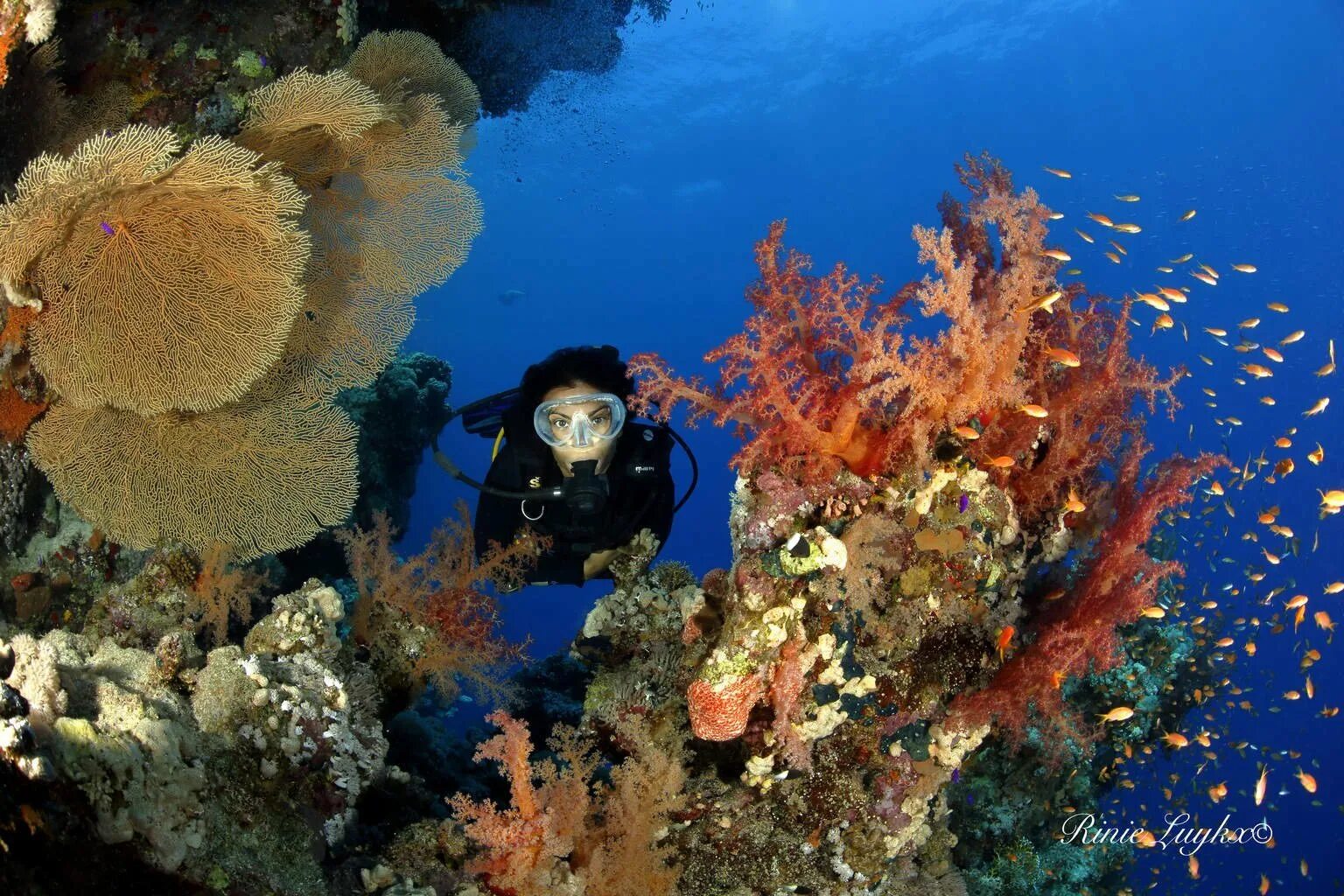 Reef tourism. Дайвинг в Египте Шарм-Эль-Шейх. Красное море риф Шарм Эль Шейх. Дайвинг в шармаль Шейхе. Красное море Шарм Эль Шейх дайвинг.