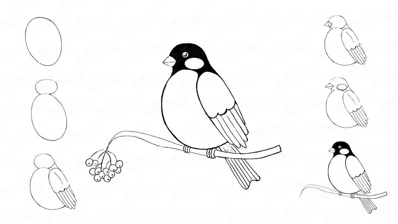 Рисунок птицы 5 класс. Снегирь рисунок карандашом. Снегирь поэтапное рисование для детей. Нарисовать снегиря на ветке поэтапно. Рисование Снегирь на ветке.