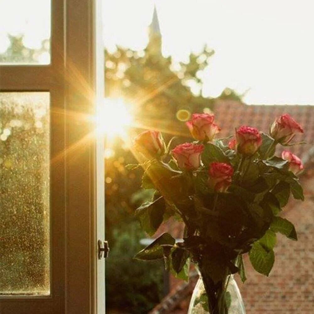 За окном светило солнышко. Солнце в окне. Солнечные лучи в окне. Солнечный свет в окно. Цветы на окне.