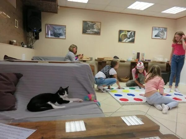 Котокафе лобня. Котокафе на карте. Котокафе на карте. Котокафе котофейня, москва. Котокафе на карте.
