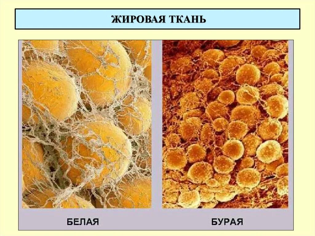 Бурая жировая ткань