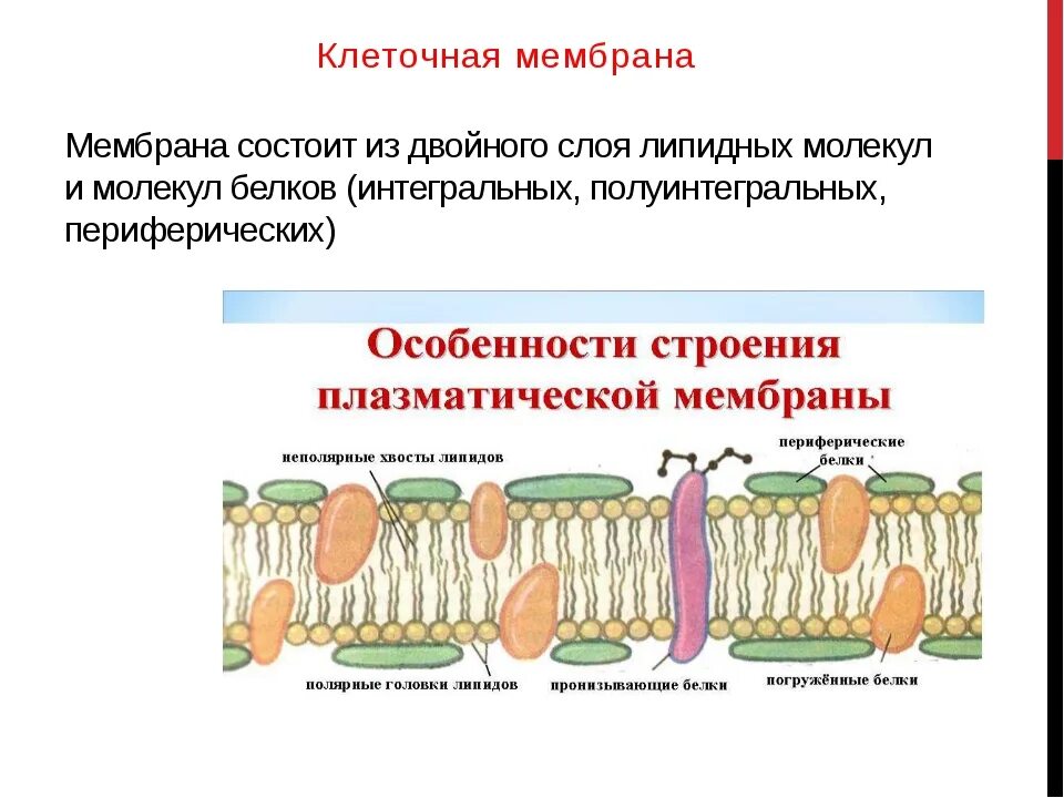 Плазматическая мембрана клетки состоит. Мембрана клетки состоит. Клеточная мембрана состо. Из чего состоит клеточная мембрана (оболочка). Из чего состоит клеточная мембрана.