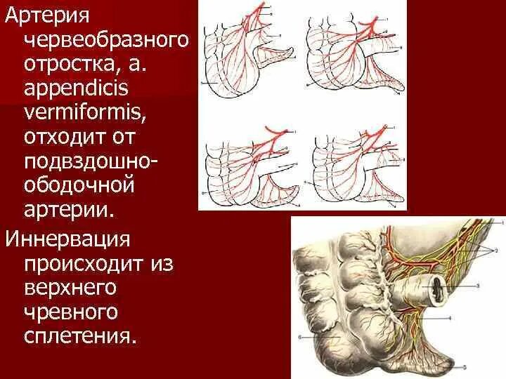 Как называется червеобразный отросток. Кровоснабжение червеобразного отростка. слепая кишка и червеобразный отросток кровоснабжение. слепая кишка иннервация. слепая кишка и аппендикс кровоснабжение иннервация.