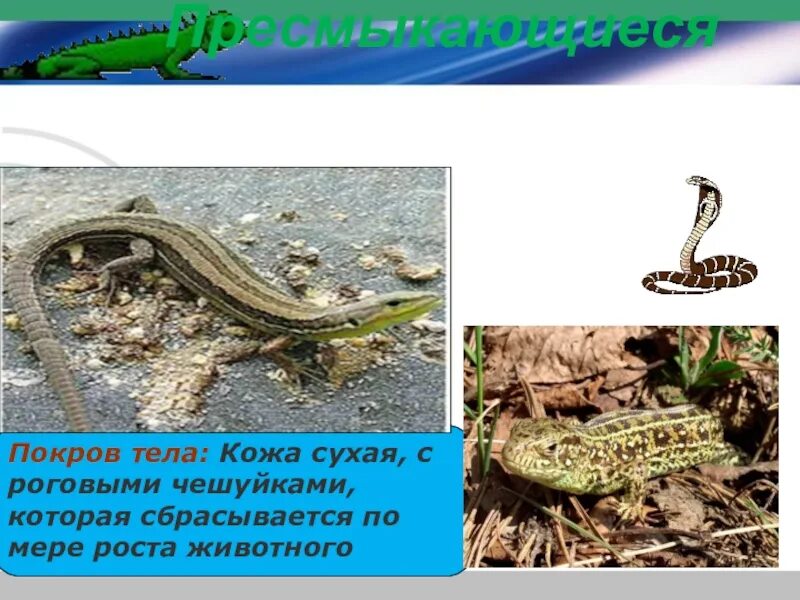Слой кожи пресмыкающихся. Кожные железы млекопитающих. Покровы тела пресмыкающихся. Тело покрыто роговыми щитками. Пресмыкающиеся кожный покров.