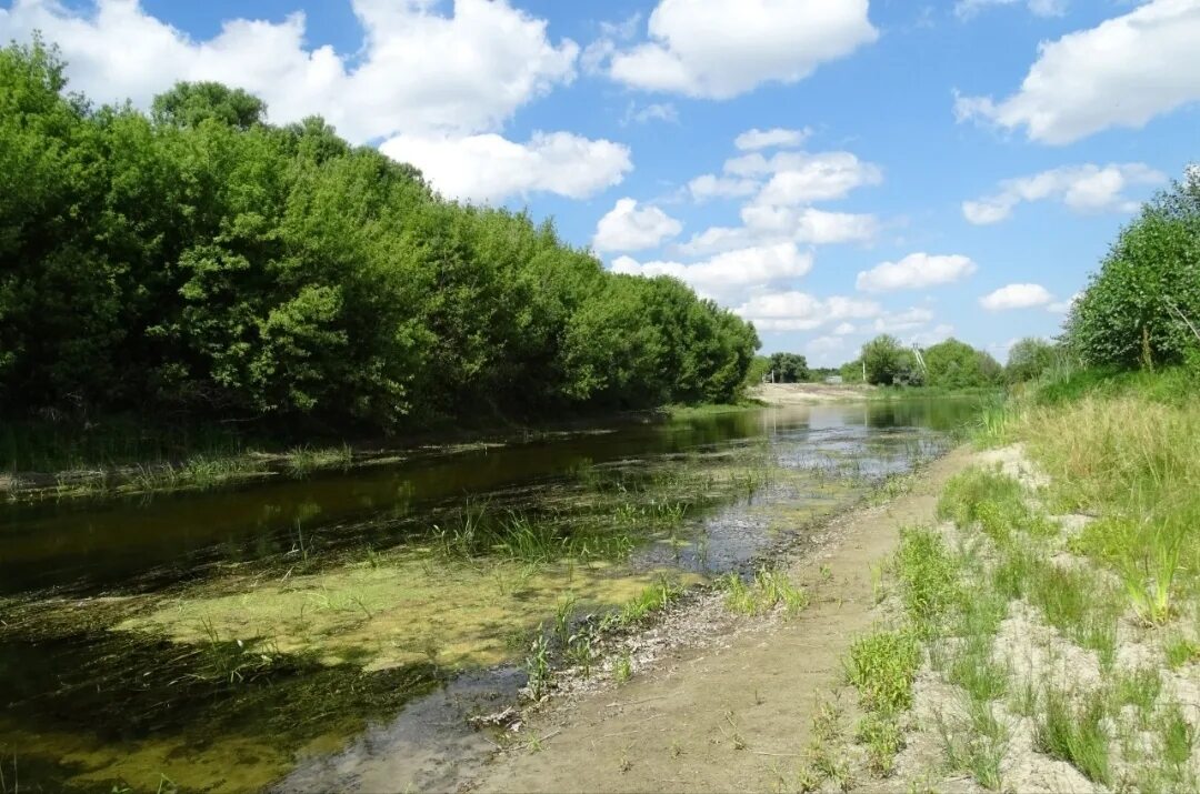 Река сейм курская. Река курская. Река сейм курская горд курск. Река сейм рыльск. Сейм река сейм.