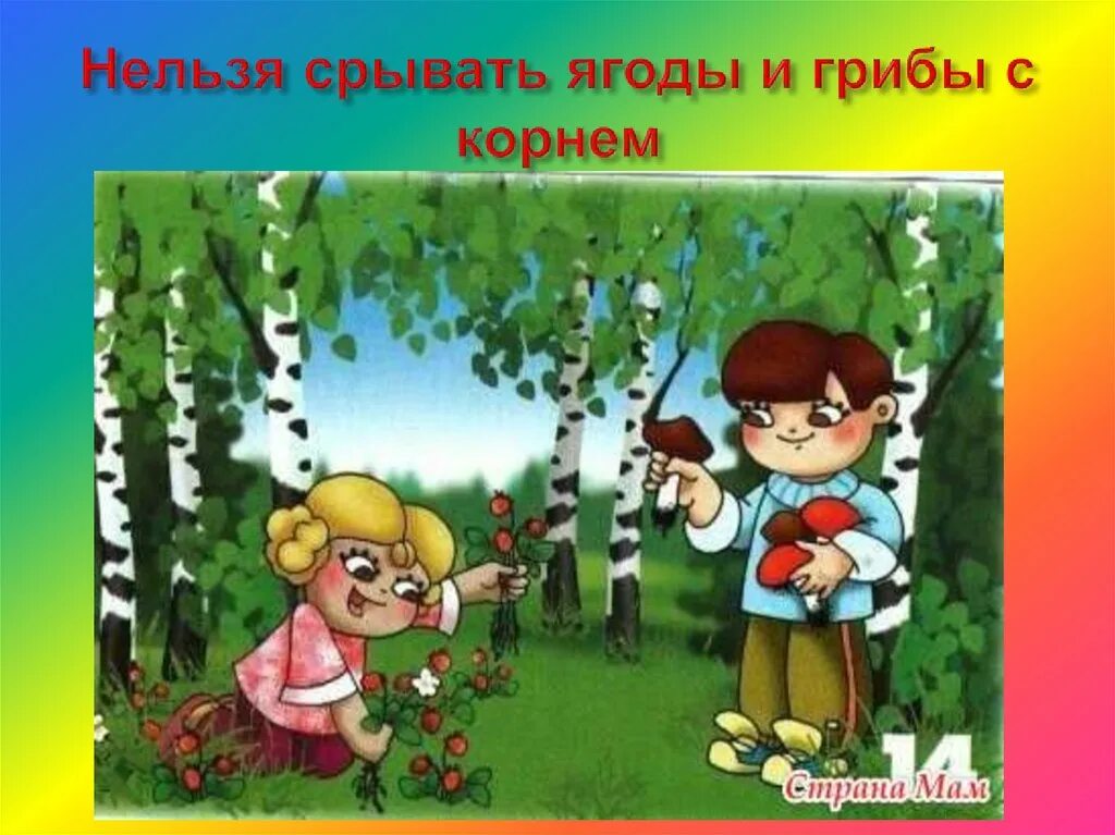 Карточки поведения в лесу. Правила поведения в Дему. Поведение на природе для детей. Берегите природу. Почему нельзя срывать