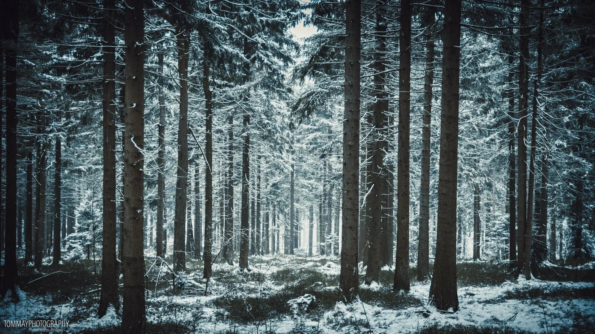 Полна тайн хмурая тишина зимнего. Зимний лес. Зимний хвойный лес. Мрачный Сосновый лес. Дремучий Сосновый лес.