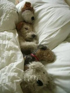 Real dog