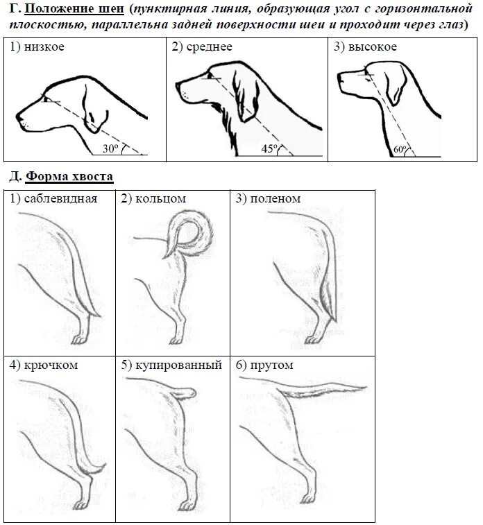 Форма хвоста. Форма хвоста у собак. Саблевидная форма хвоста. Низкое положение шеи у собак. Задания огэ биология человек