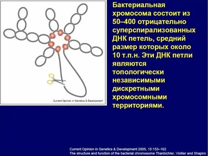 Хромосома бактерий