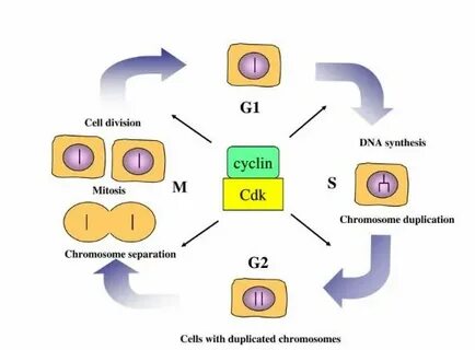 Before cell