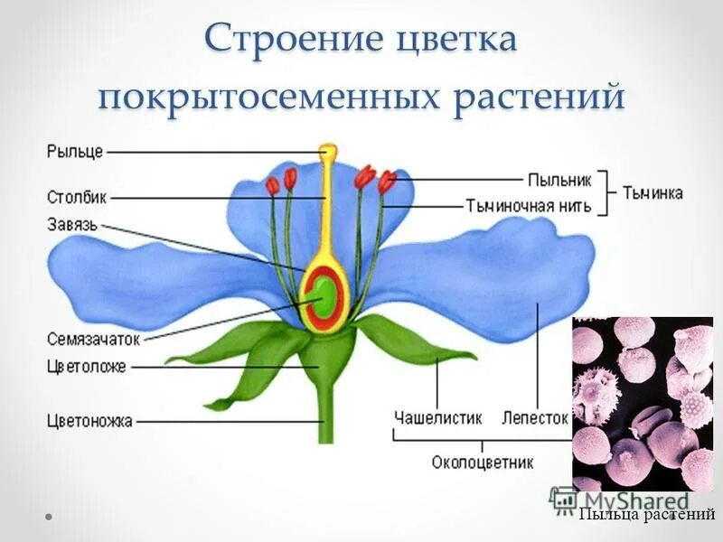Как образуется зародыш растения 6 класс. Строение цветка покрытосеменных.