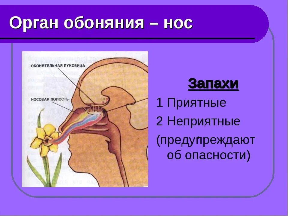 Обоняние какой орган