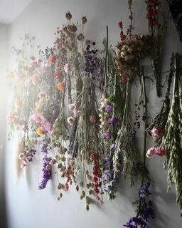 Какие цветы засушивают