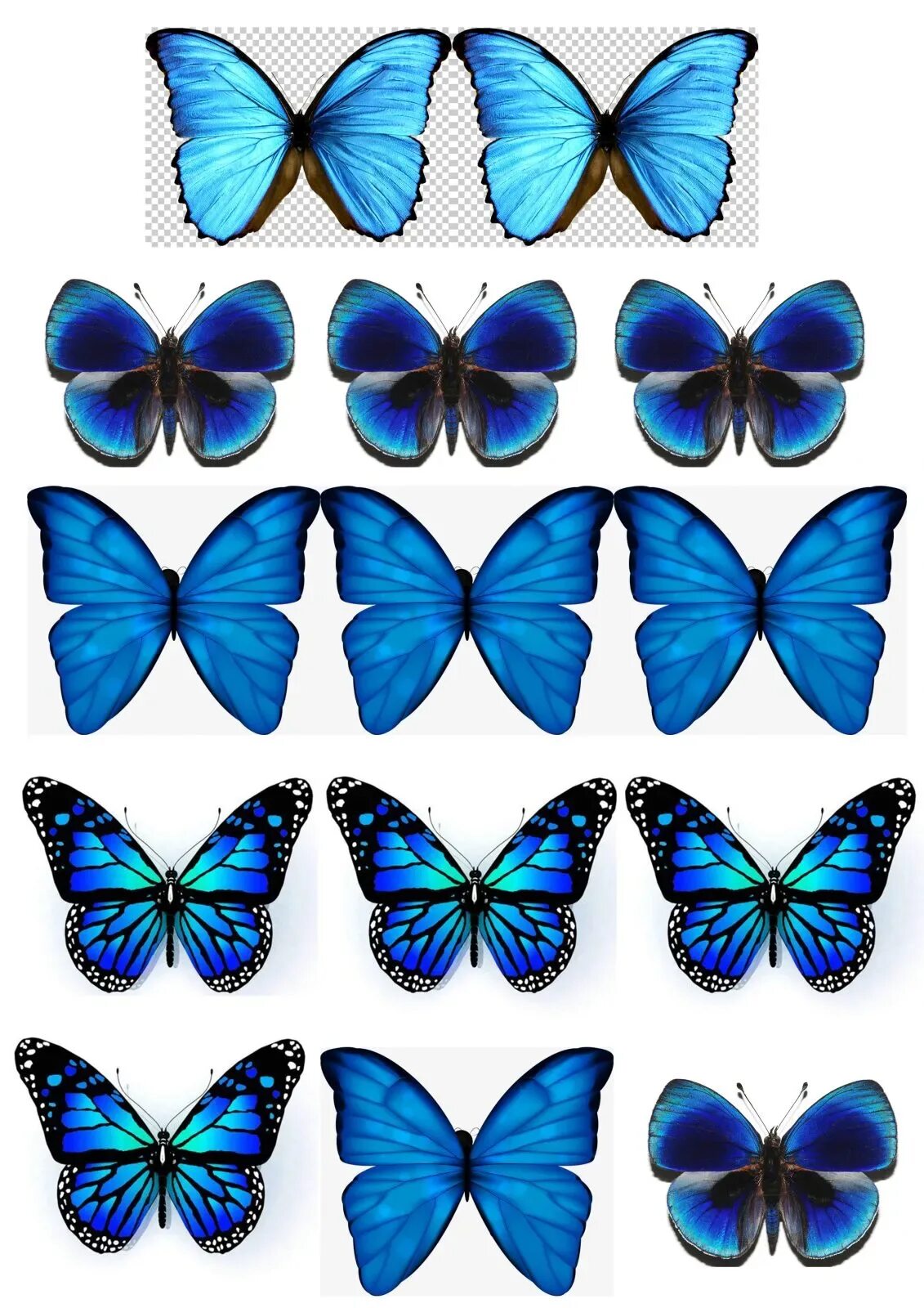 Голубая бабочка. Торт «бабочки». Бабочки цветные. Бабочки для печати. Бабочки для торта картинки для печати