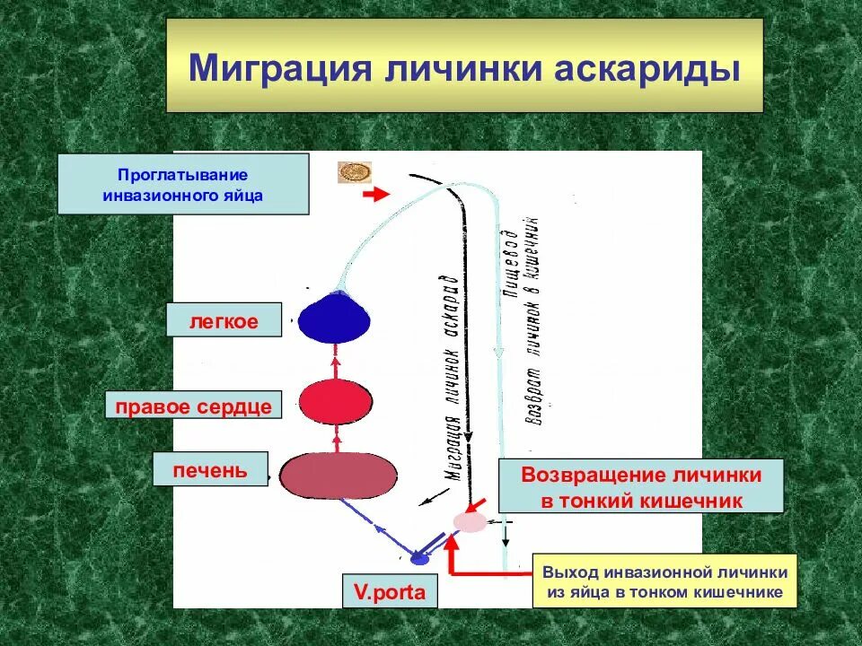 Этапы миграции личинки аскариды в организме человека