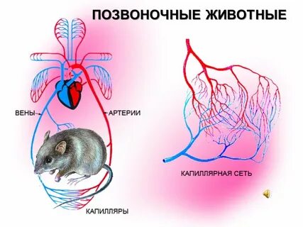 Транспорт у животных
