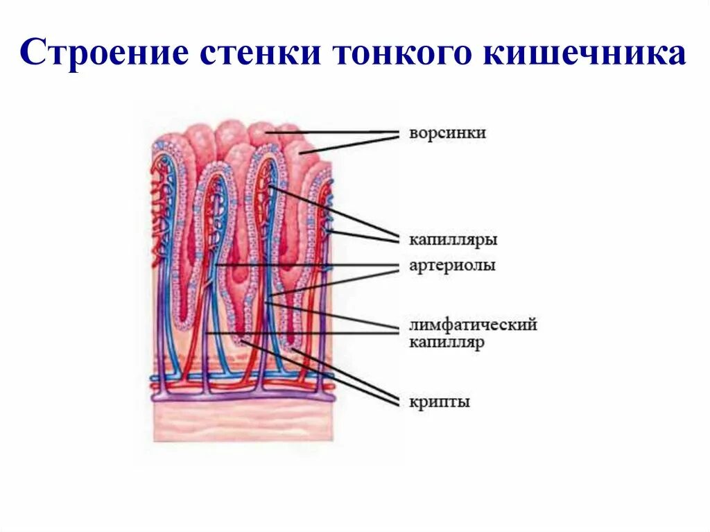 Строение стенки тонкой кишки анатомия. Структура стенки тонкой кишки. Строение стенки тонкой кишки и ворсинки. Строение стенки тонкого кишечника. Ткани тонкой кишки