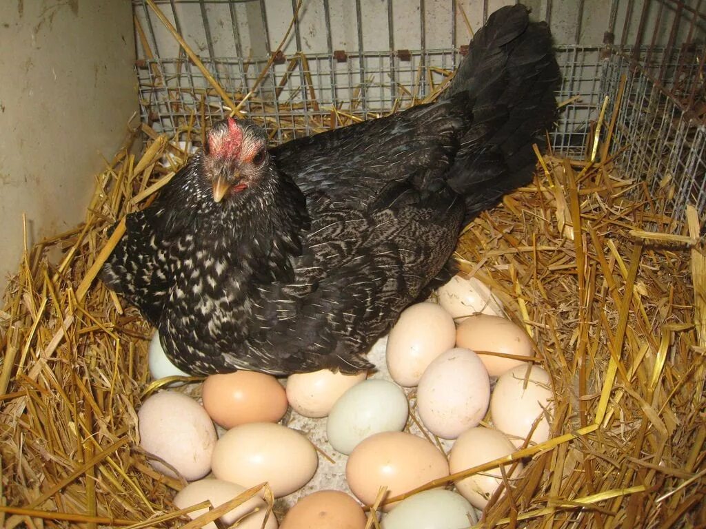 Какие яйца под наседку. Куры Виандот серебро. Наседка курица высиживает яйца. Маран (порода кур). Курица Брама Квочка.
