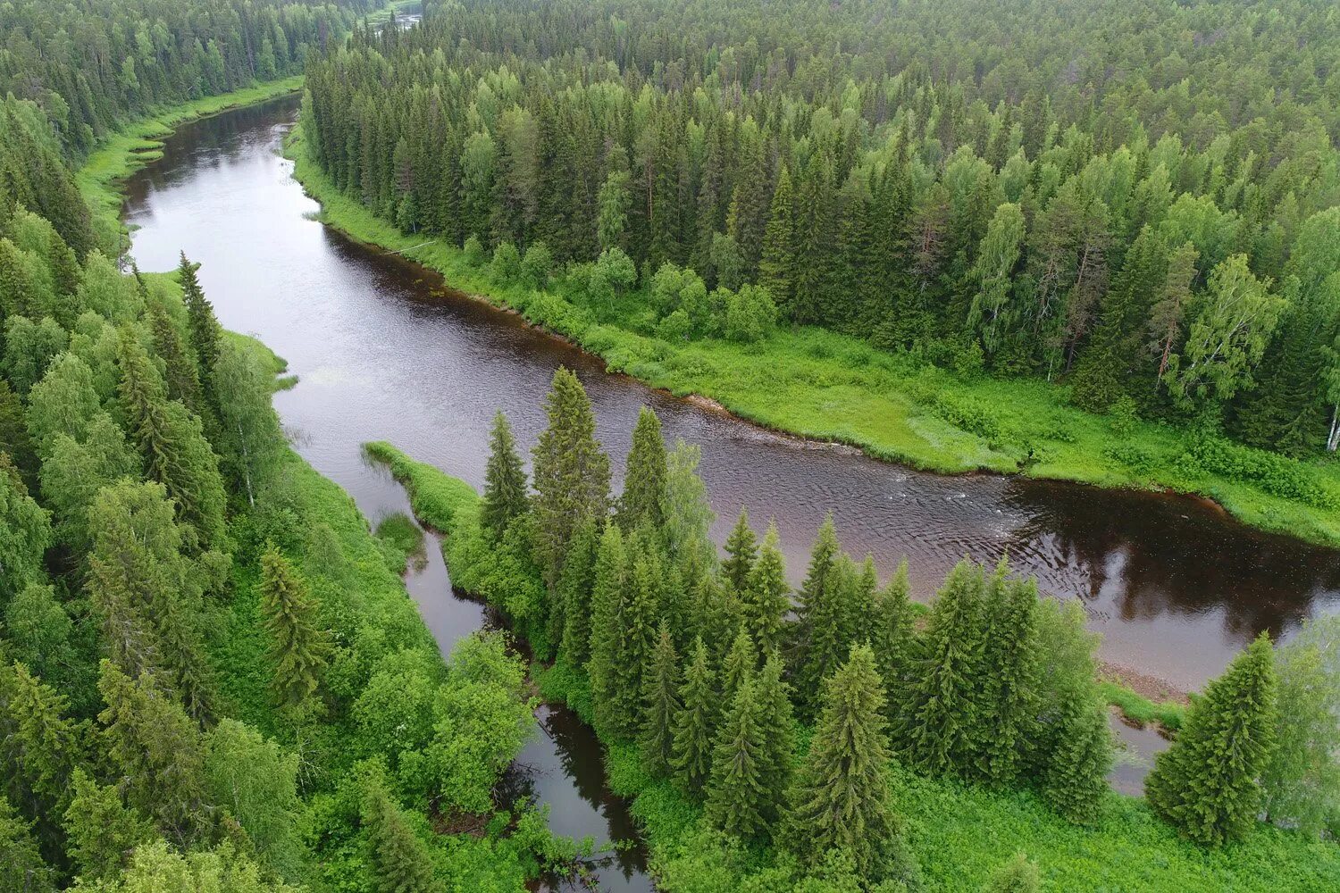 Лесное богатство россии