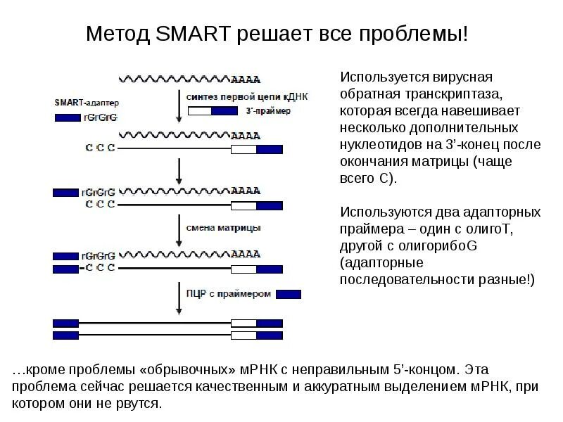 ПЦР С обратной транскриптазой. Задачи на обратную транскриптазу. Методология s.m.a.r.t.. Обратная транскриптаза полимеразная цепная реакция. Обратная транскриптаза