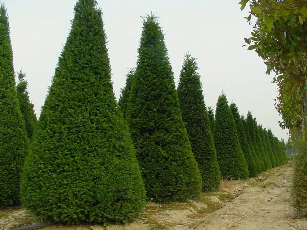 Семейство вечнозеленых. Кипарис Cupressus sempervirens. Кипарис вечнозеленый пирамидальный. Аполлон и Кипарис. Кипарис вечнозеленый Аполлон.