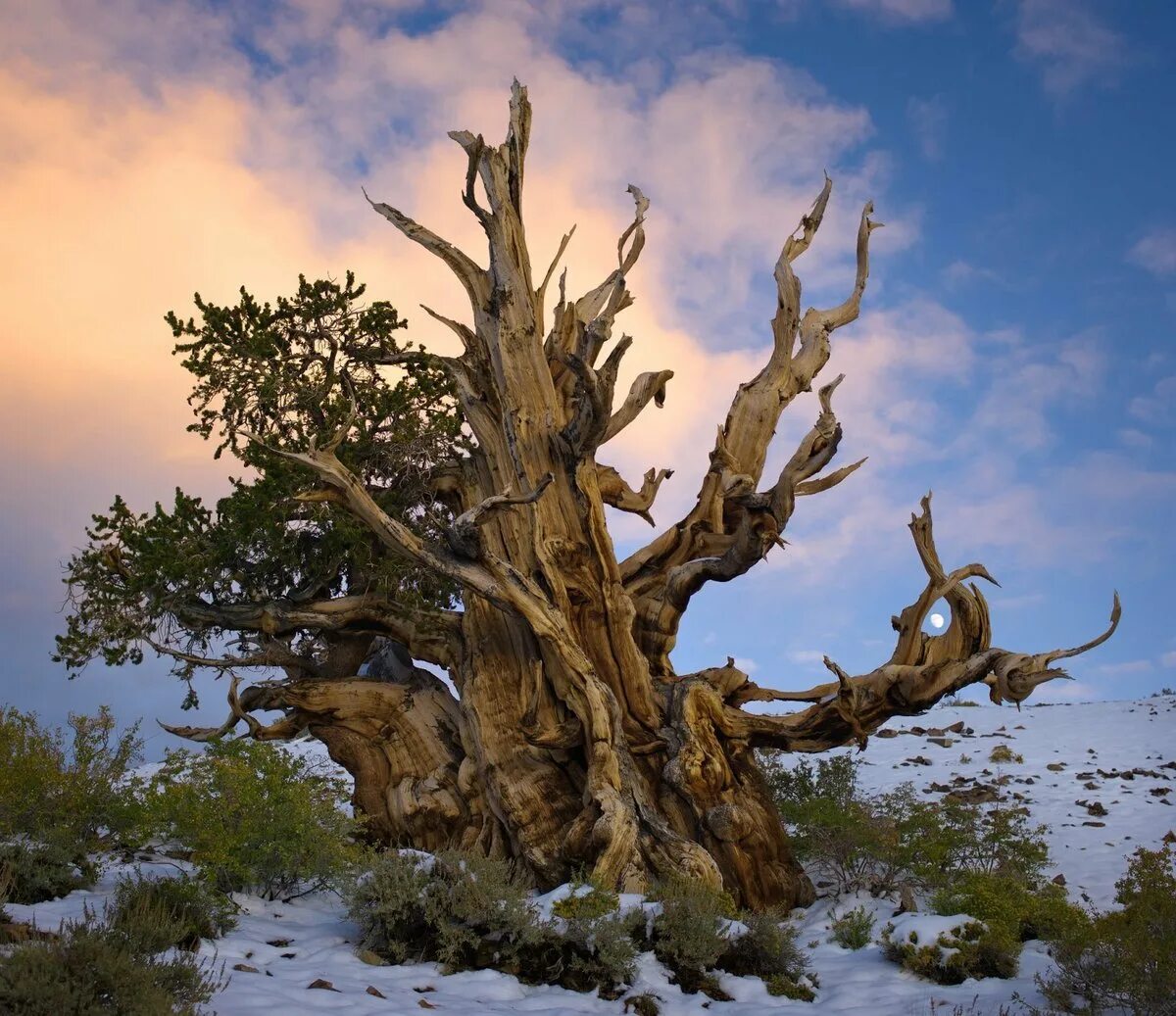 Калифорния. Сосна мафусаил. Сосна остистая межгорная мафусаил. Сосна мафусаил сша. Калифорния.