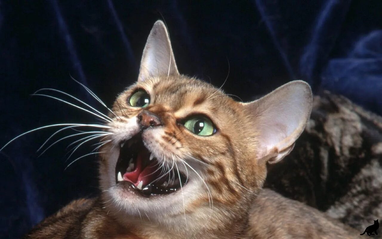 Мяуканье кошки. Кот открывает рот. Кричащий кот.