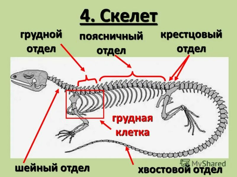 Черты скелета пресмыкающихся. Внутреннее строение гаттерии. Скелет пресмыкающихся. Строение скелета рептилий. Отряд Клювоголовые скелет.