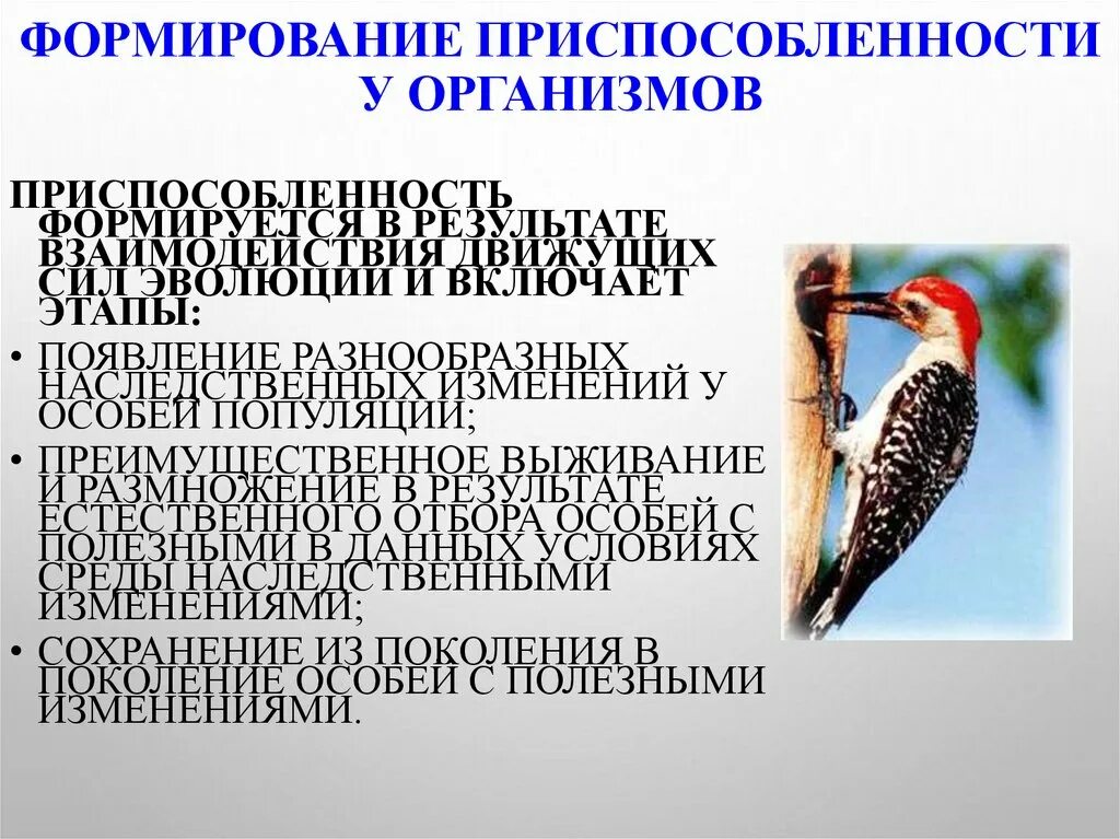 Относительный характер приспособленности. Относительный характер приспособленности животных. Характеры приспособленности организмов. Относительность приспособленности.