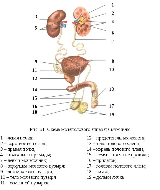 Мочевая система анатомия схема. Строение мочеполовой системы схема. Мочевыделительная система анатомия человека схема. Мочеполовая система схема рисунок.