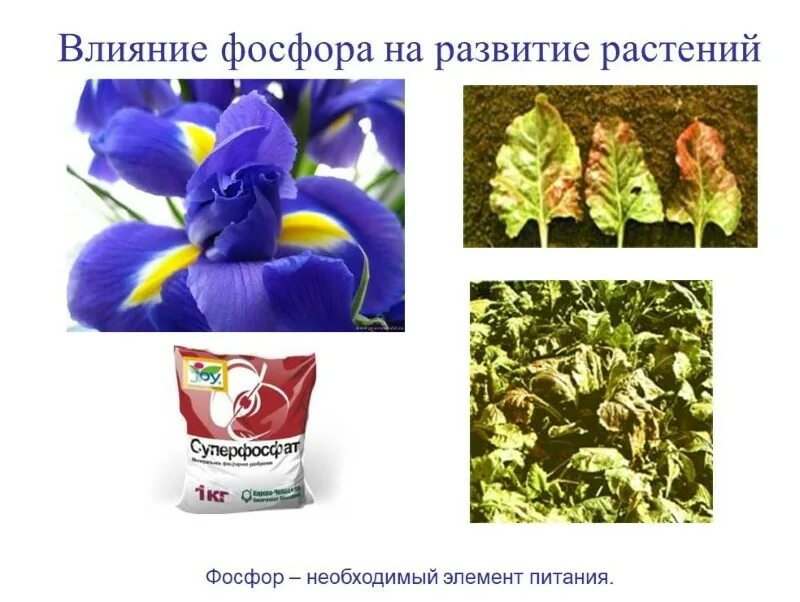 Калийные удобрения для растений формула. Растения содержащие фосфор. Удобрение с высоким содержанием калия и фосфора. Фосфор в природе. Фосфорсодержащие растения.