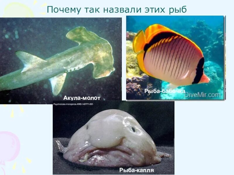 Как зовут рыб. Почему так назвали рыбу. почему рыба называется рыбой. почему рыба бабочка так называется. почему рыбы это рыбы.