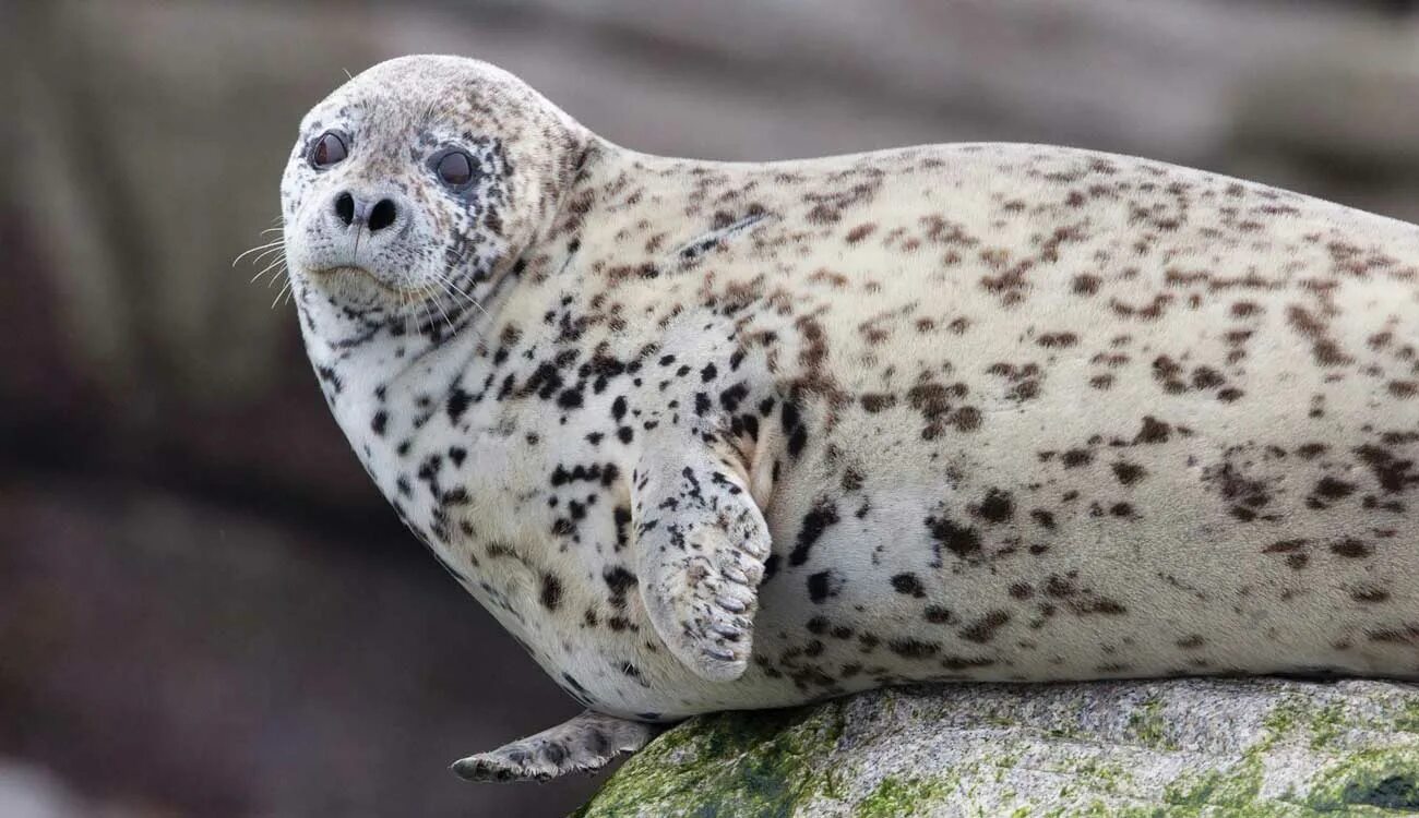 Охотское море сивучи. Нерпа охотское море. Морская живность охотское море. Фауна охотского моря. Морские животные охотского моря.