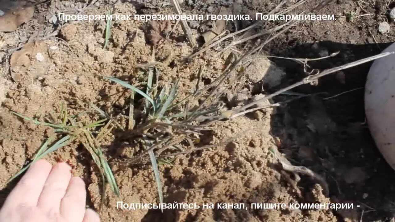 Нужно ли обрезать гвоздику. Гвоздика травянка рассада. Гвоздика травянка обрезка весной. Пикировка гвоздики перистой. Гвоздика травянка после зимы.