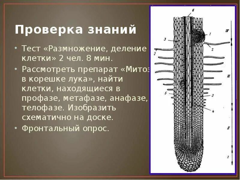 Как называется размножение делением клетки. Делящиеся клетки кончика корня. зоны корня митоз.