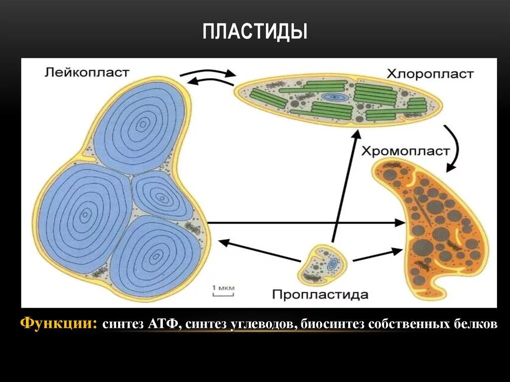 Строение органоида хлоропласта. Хлоропласты хромопласты лейкопласты. Субмикроскопическое строение пластид. Пластиды хлоропласты хромопласты лейкопласты. Пластиды хлоропласты.