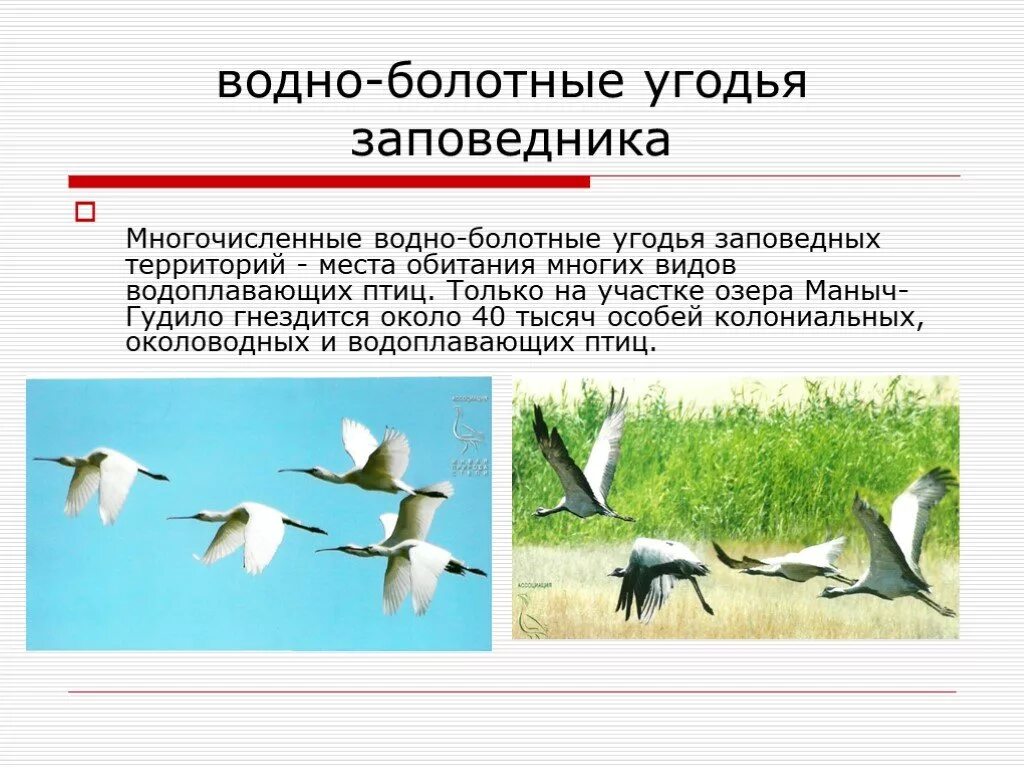 Ростовский заповедник краткое описание. Водно-болотные угодья Ростовской области. Птицы водно-болотных угодий. Типы водно болотных угодий. Вредно болотные унодья Ростовской области.