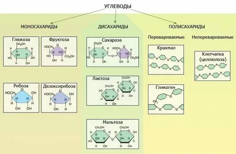 Строение молекулы углеводов биология