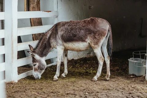 Осел ферма