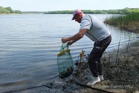 Залей рыбу