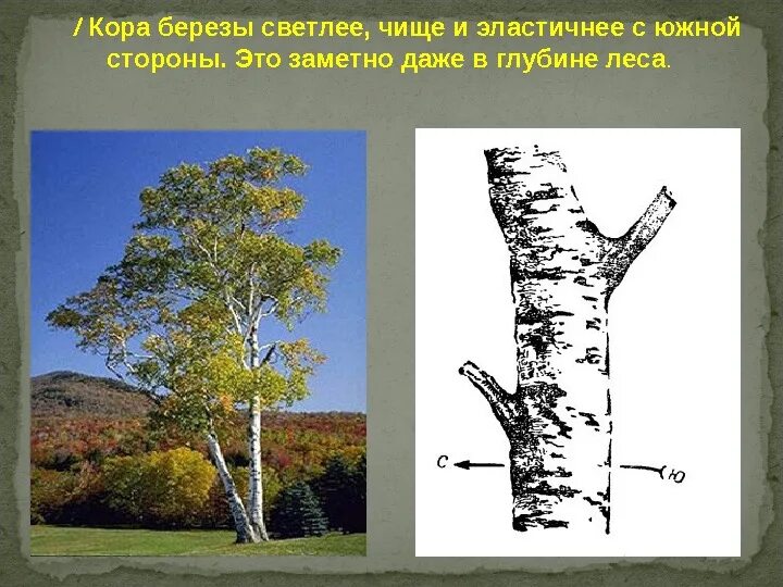 С какой стороны ветви деревьев гуще. Ориентирование по березе. ориентирование по коре деревьев. ориентирование по стволу березы. кора березы с южной стороны.