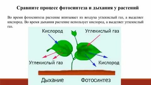 Листья растений усваивают