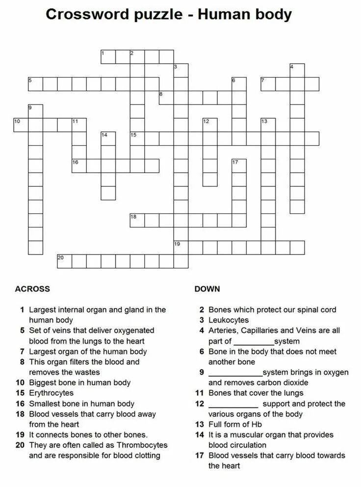 Body crossword с ответами. Crossword Puzzle Human body. Body body body crossword. Parts of the body crossword 1 ответы. Work crossword