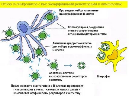 Иммуноглобулины продуцируют клетки