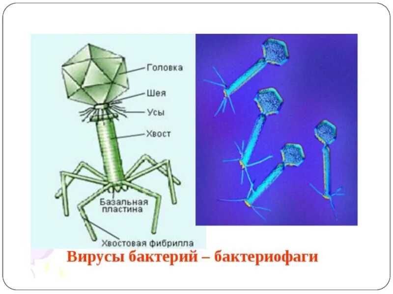 Строение вирусов и бактерий. Строение вируса бактериофага. вирус бактериофаг биология 5 класс модель. вирус бактериофаг строение 5 класс. вирус бактериофаг 5 класс биология.