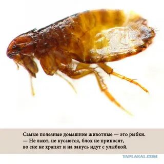 Блохи вред для человека