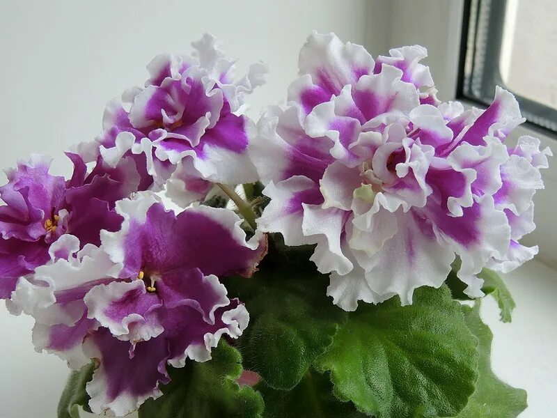 Фиалка ваше величество макуни. Фиалка ваш. Фиалка ваше величество макуни. Сенполия ваше величество. Ваше величество (макуни).